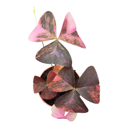 Live Sale Plant 210 Oxalis Triangularis Pink Variegata