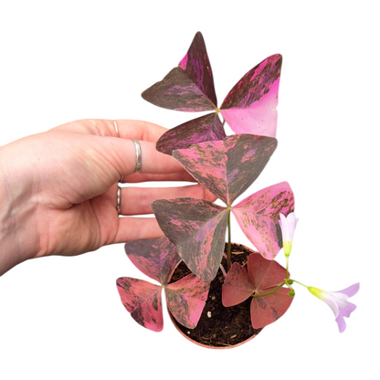 Live Sale Plant 211 Oxalis Triangularis Pink Variegata