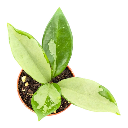 Live Sale Plant 212 Hoya AH 074