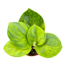 Live Sale Plant 213 Scindapsus Green On Green