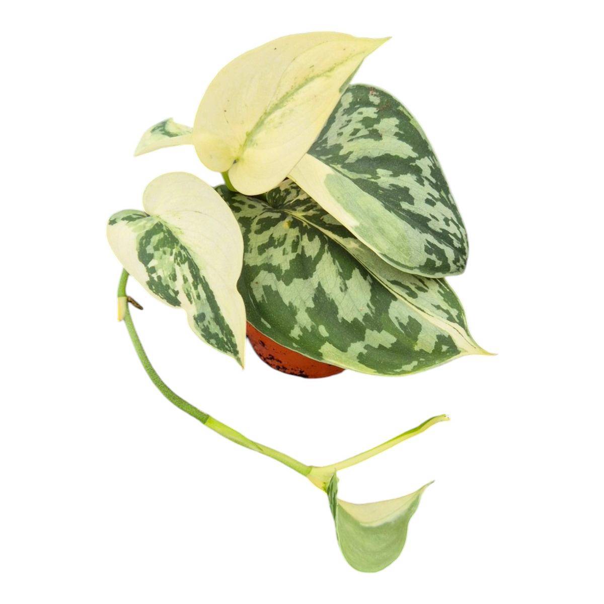 Live Sale Plant 214 Scindapsus Mayari Variegata