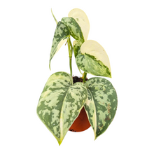 Live Sale Plant 215 Scindapsus Mayari Variegata