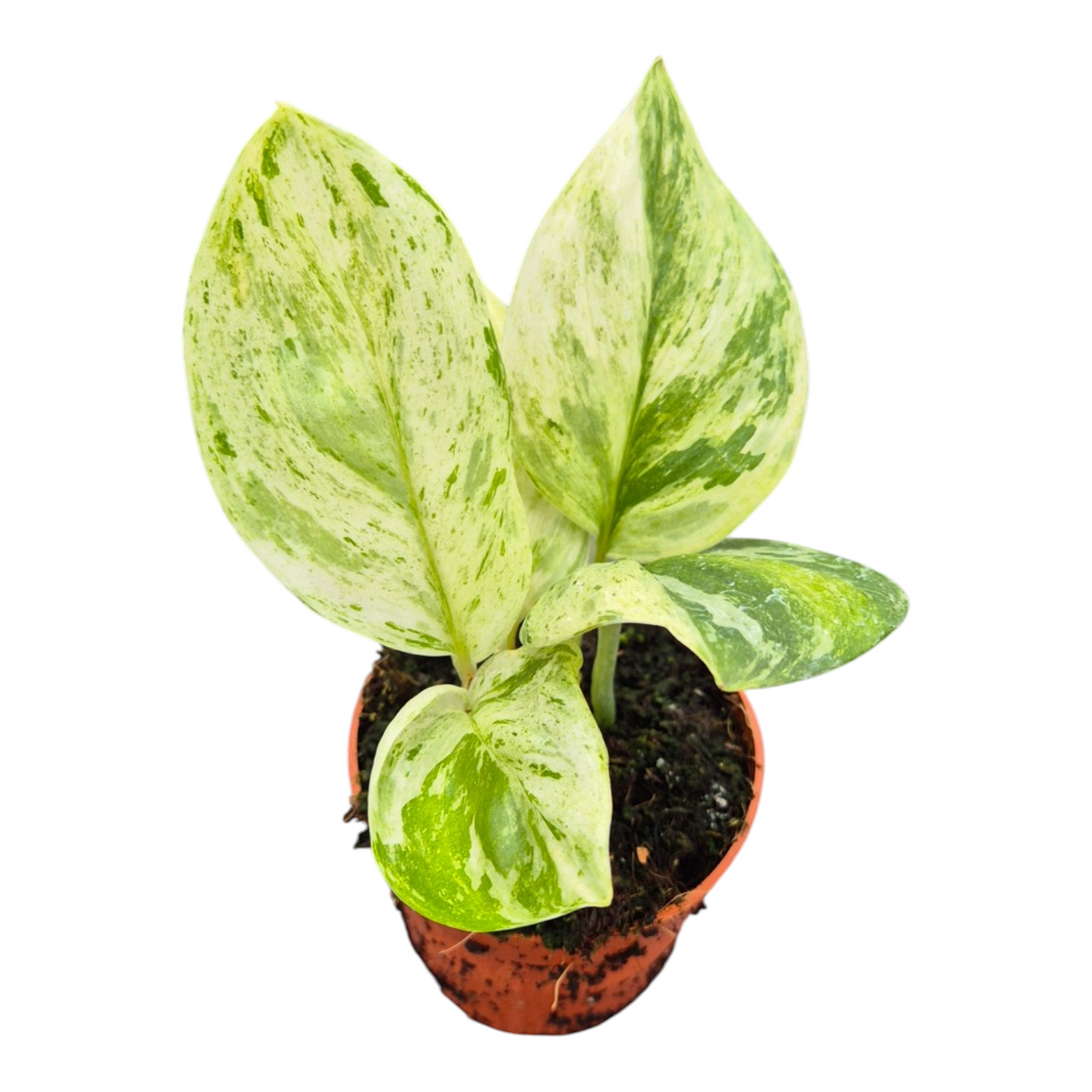 Live Sale Plant 216 Scindapsus Treubii Albo