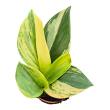 Live Sale Plant 217 Scindapsus Treubii Aurea