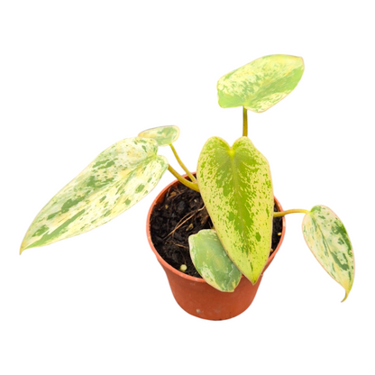 Live Sale Plant 218 Philodendron Ilsemanii