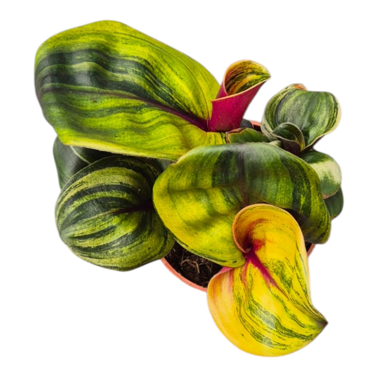 Live Sale Plant 219 Geogenanthus Ciliatus "Aura Flame"