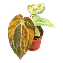 Live Sale Plant 221 Anthurium Papillilaminum Variegata X Red Chocolate
