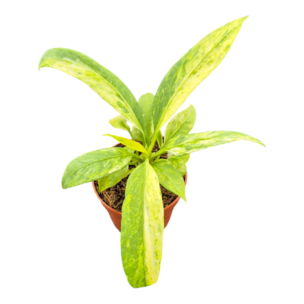 Live Sale Plant 222 Anthurium Vittarifolium Variegata