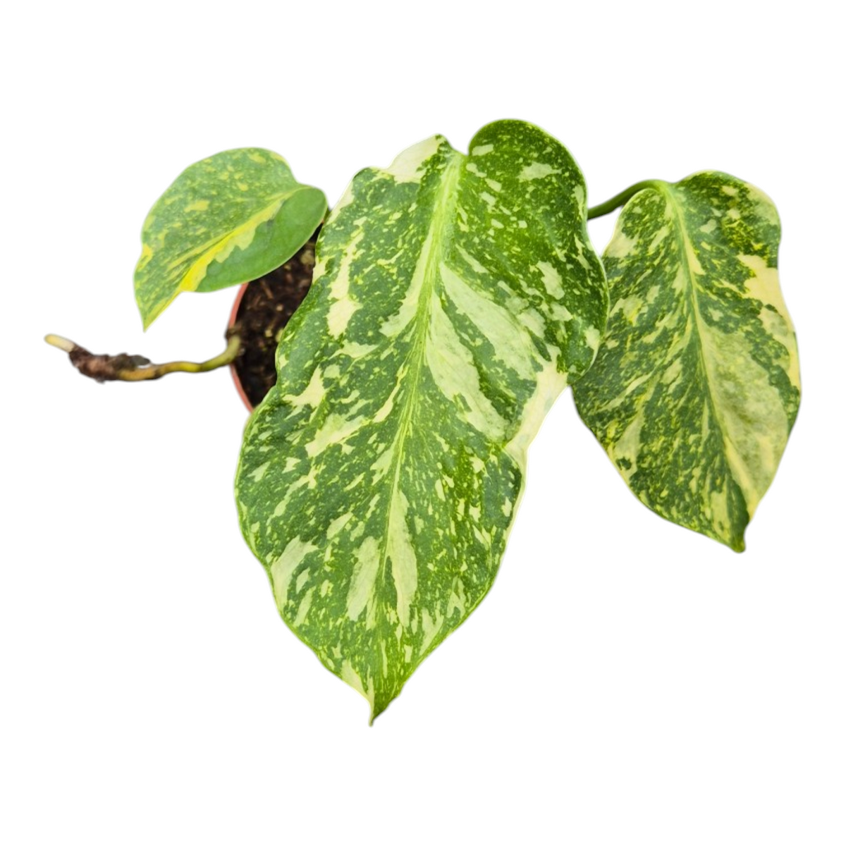 Live Sale Plant 223 Monstera Electro Light