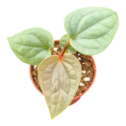 Live Sale Plant 224 Anthurium Luxurians