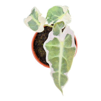 Live Sale Plant 225 Alocasia Polly Pink Lava