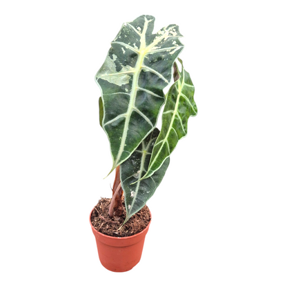 Alocasia Polly Pink Less Variegata