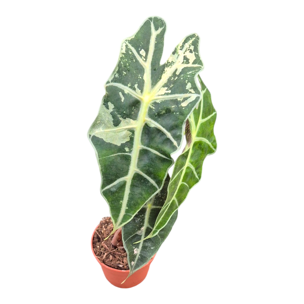 Alocasia Polly Pink Less Variegata