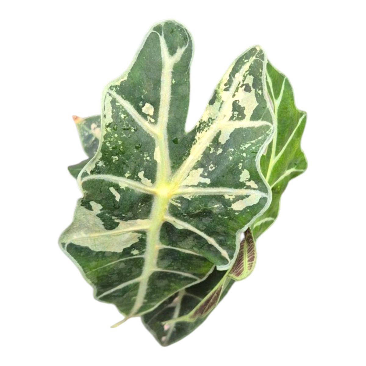 Alocasia Polly Pink Less Variegata