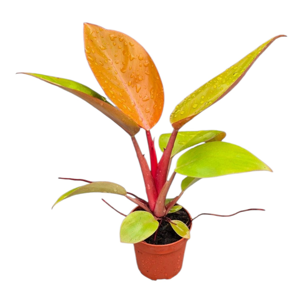 Philodendron Mars