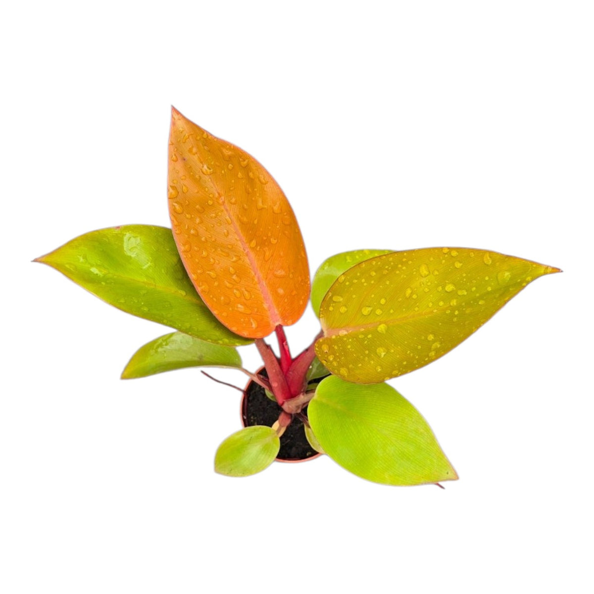Philodendron Mars