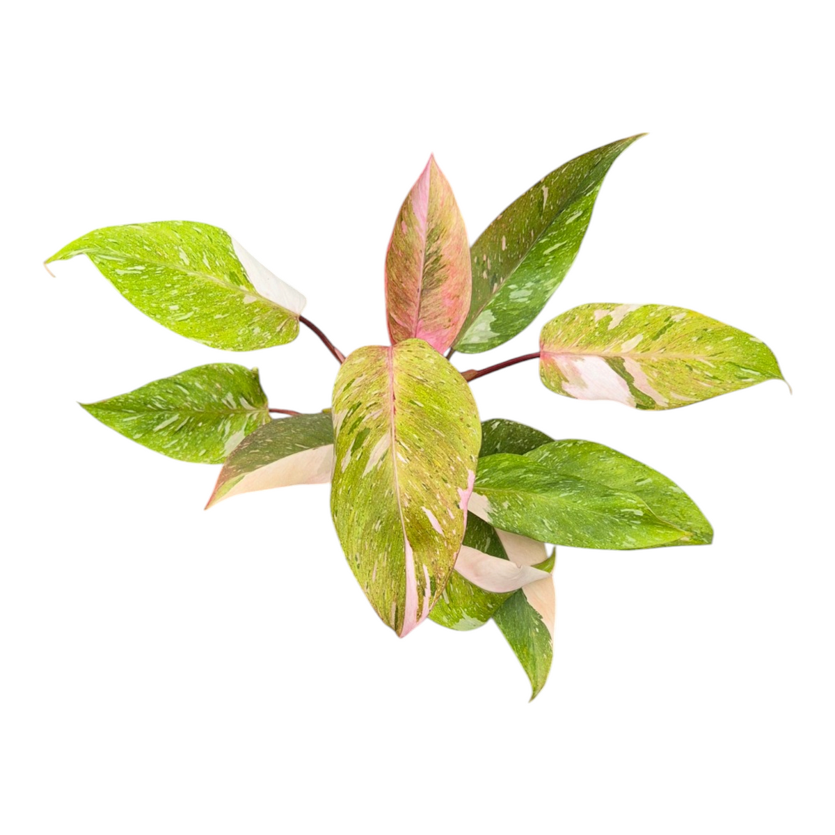 Live Sale Plant 256 Philodendron Ice Speckle
