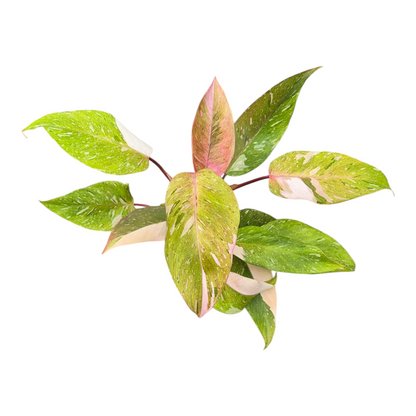 Live Sale Plant 256 Philodendron Ice Speckle