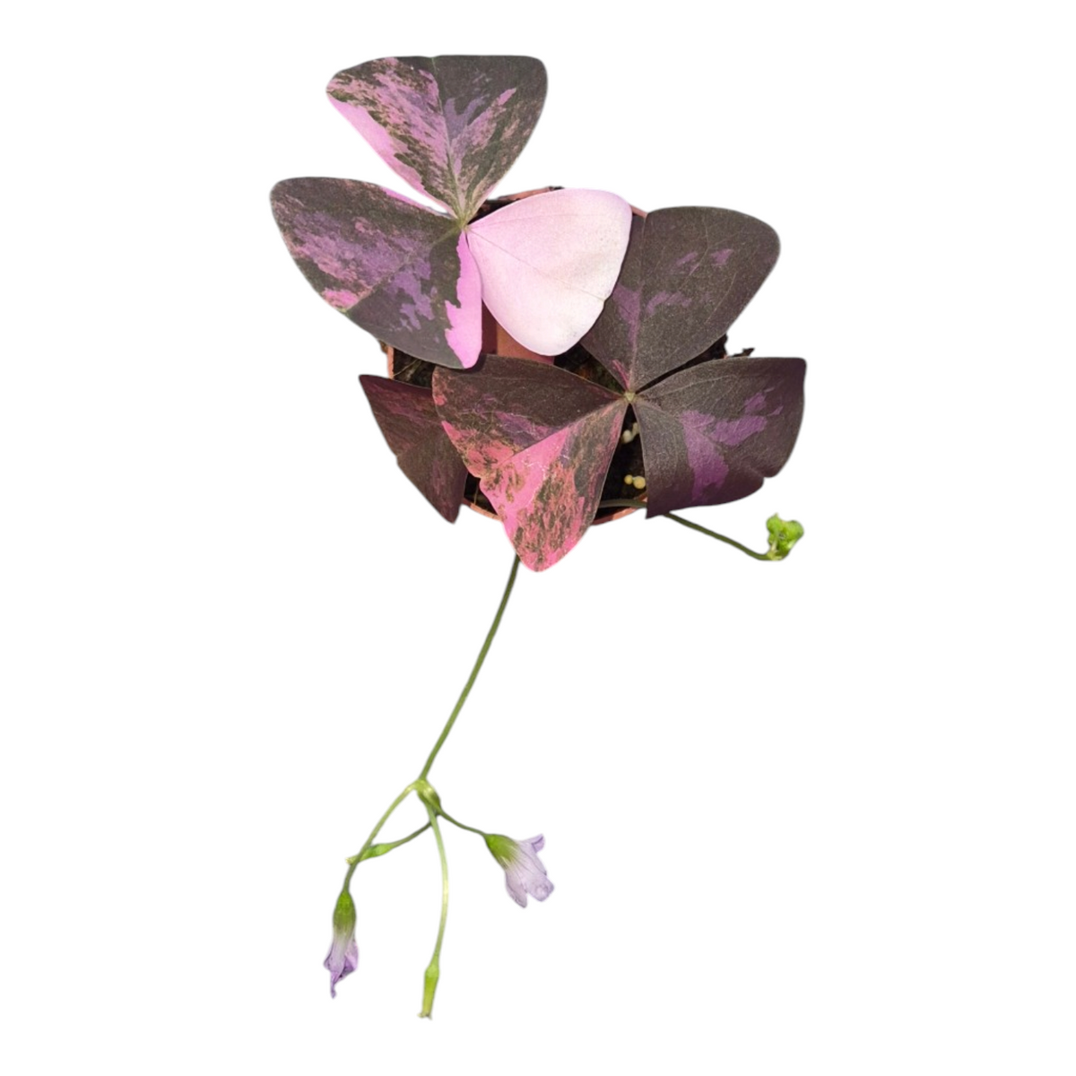 Live Sale Plant 257 Oxalis Triangularis Pink Variegata