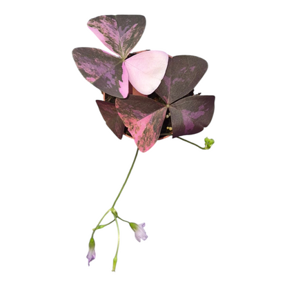 Live Sale Plant 257 Oxalis Triangularis Pink Variegata