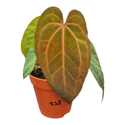 Live Sale Plant 258 Anthurium Michelle X Blackjack