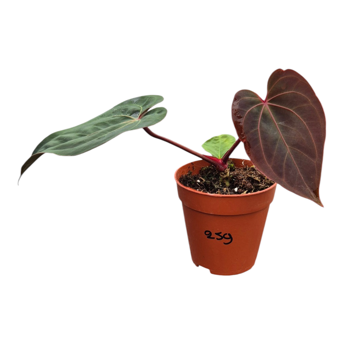 Live Sale Plant 259 Anthurium (11 x 24) X (Carlablackii x Papililaminum Grimreaper)