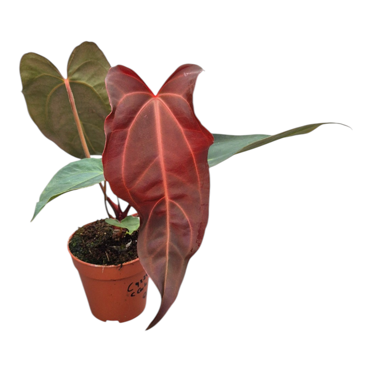 Live Sale Plant 260 Anthurium (9 x 24) X (Carlablackii x Papillinimum Grimreaper)
