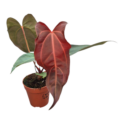 Live Sale Plant 260 Anthurium (9 x 24) X (Carlablackii x Papillinimum Grimreaper)