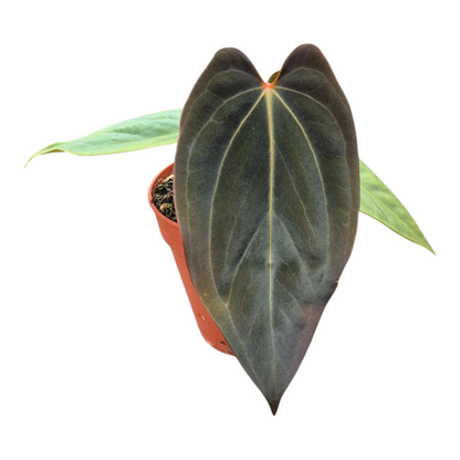 Live Sale Plant 261 Anthurium (Michelle X Red Velvet Cake) X Goliath