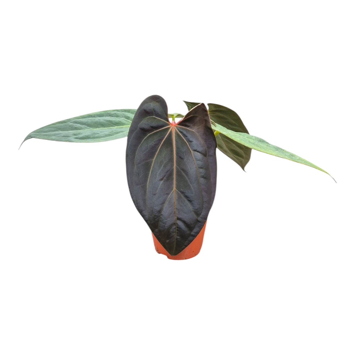 Live Sale Plant 262 Anthurium (Michelle X Red Velvet Cake) X Goliath