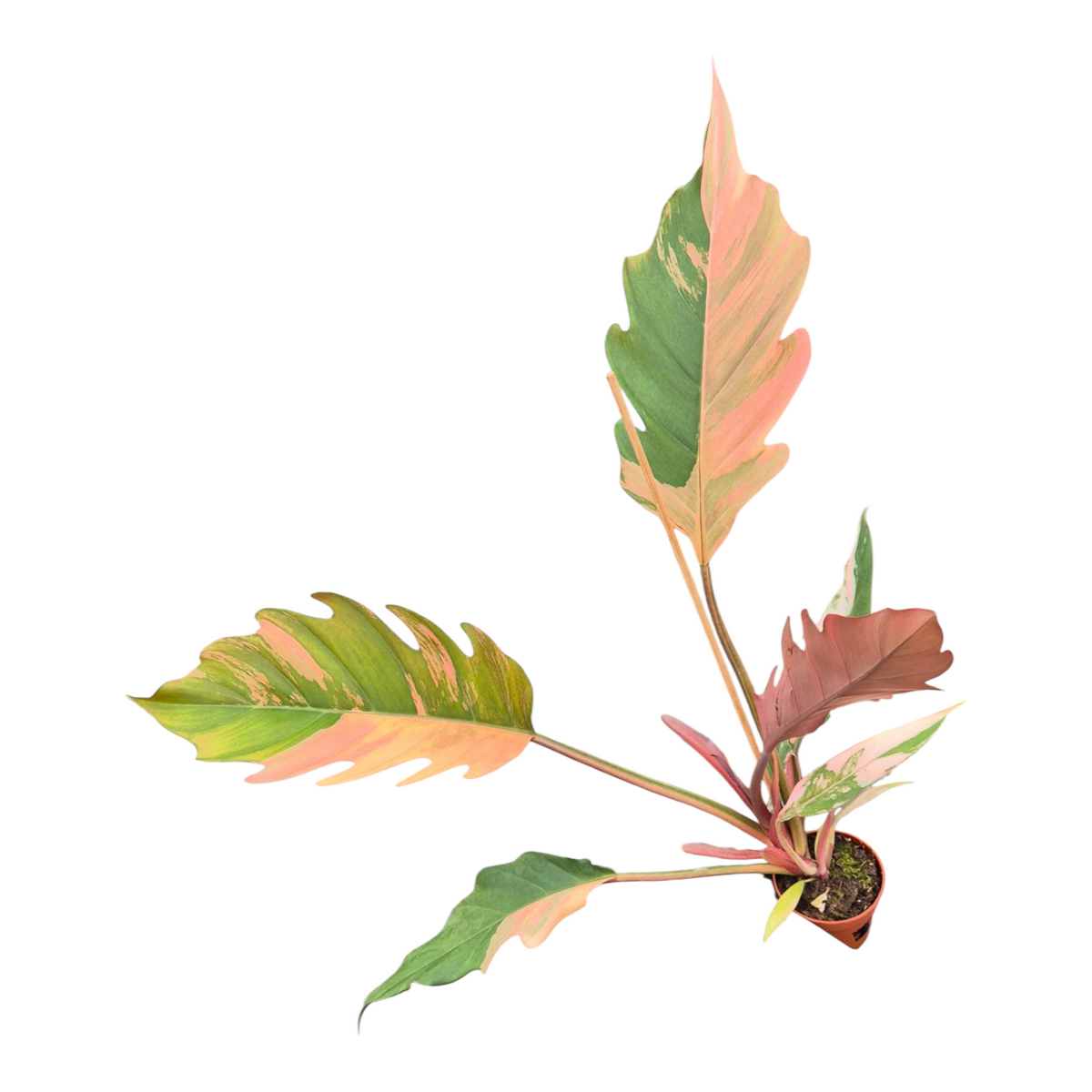 Live Sale Plant 263 Philodendron Caramel Marble