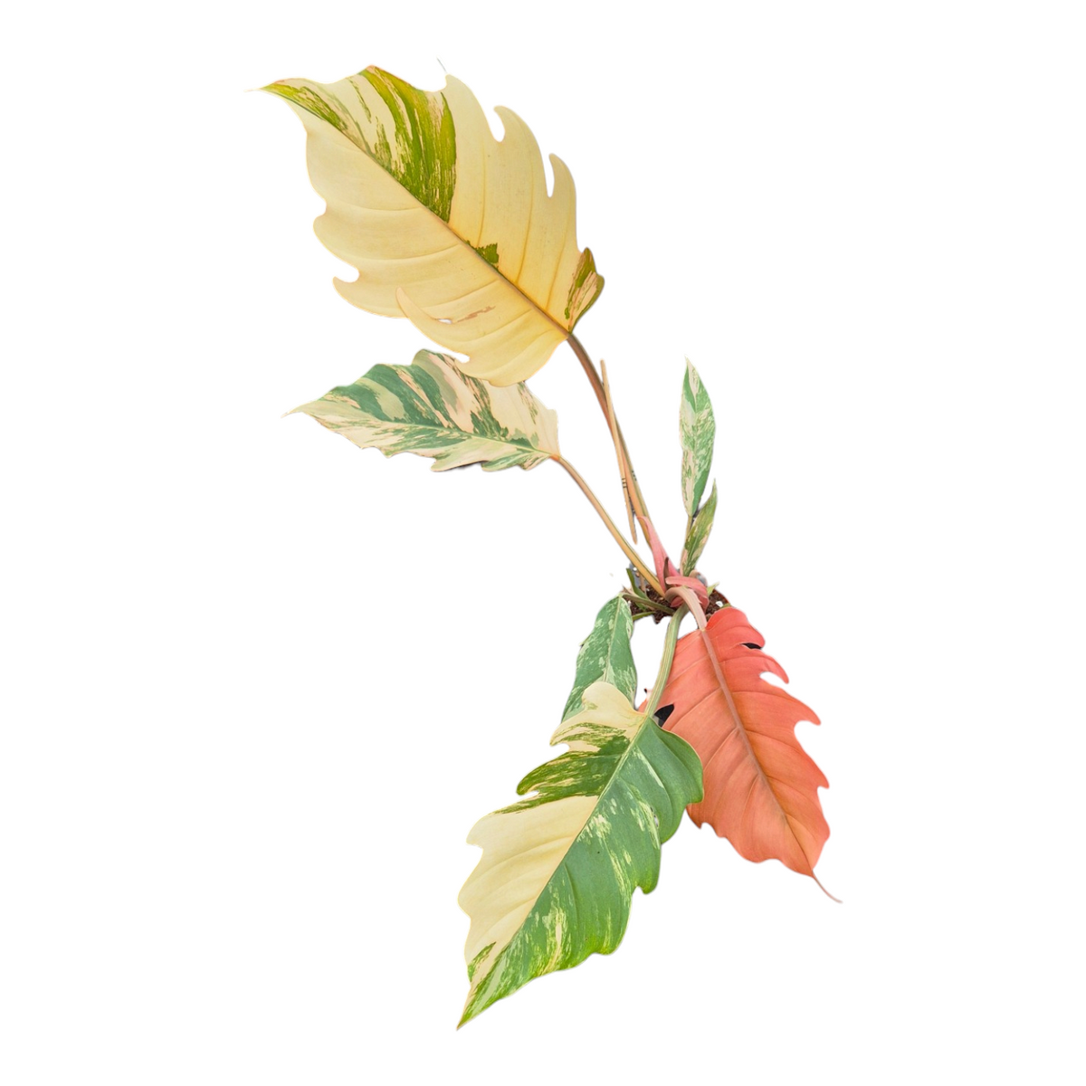 Live Sale Plant 264 Philodendron Caramel Marble