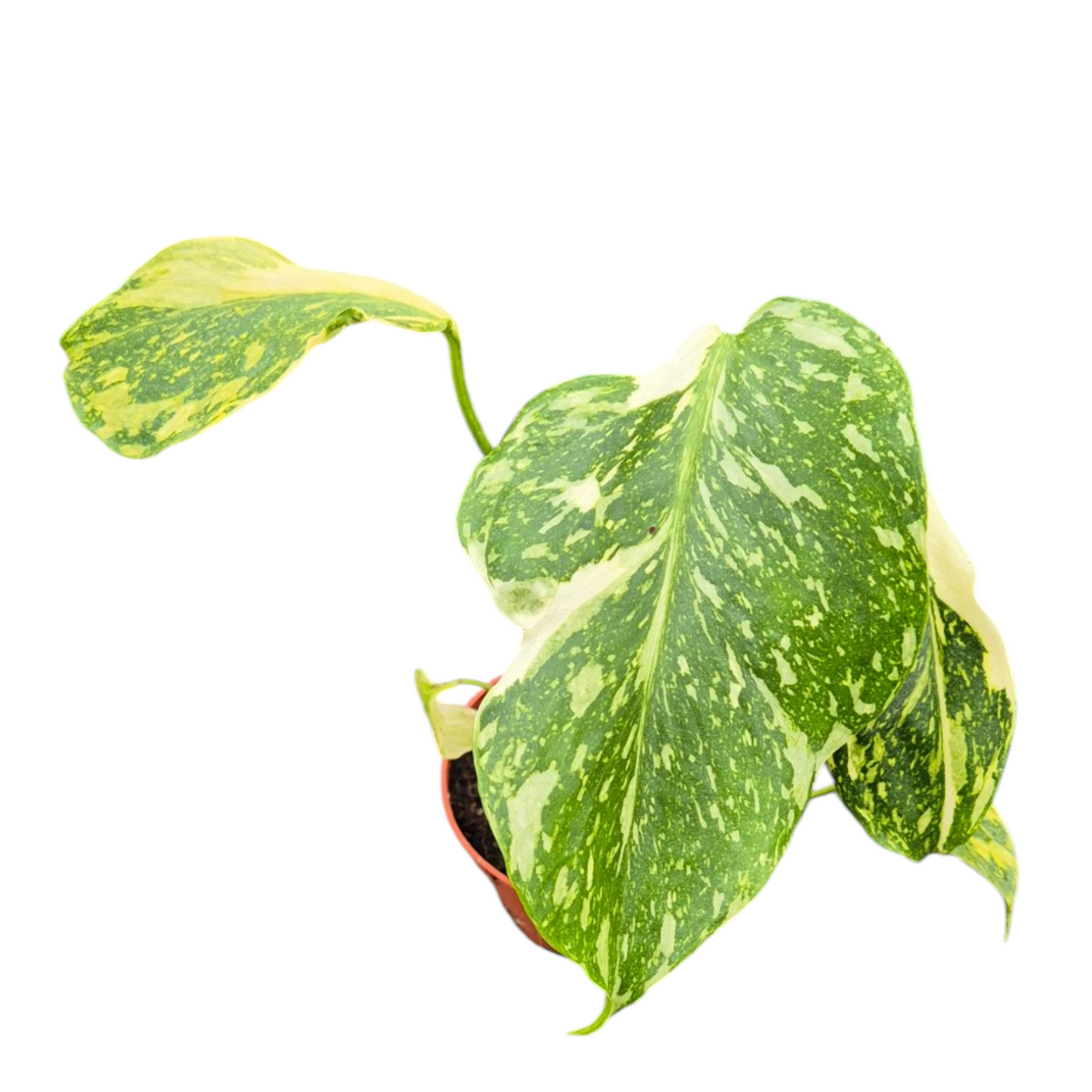Live Sale Plant 265 Monstera Electro Light