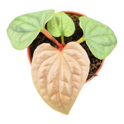 Live Sale Plant 266 Anthurium Luxurians