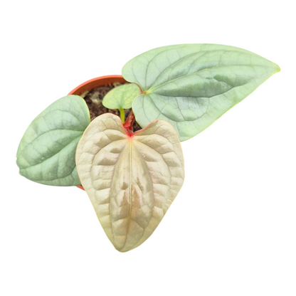 Live Sale Plant 267 Anthurium Luxurians