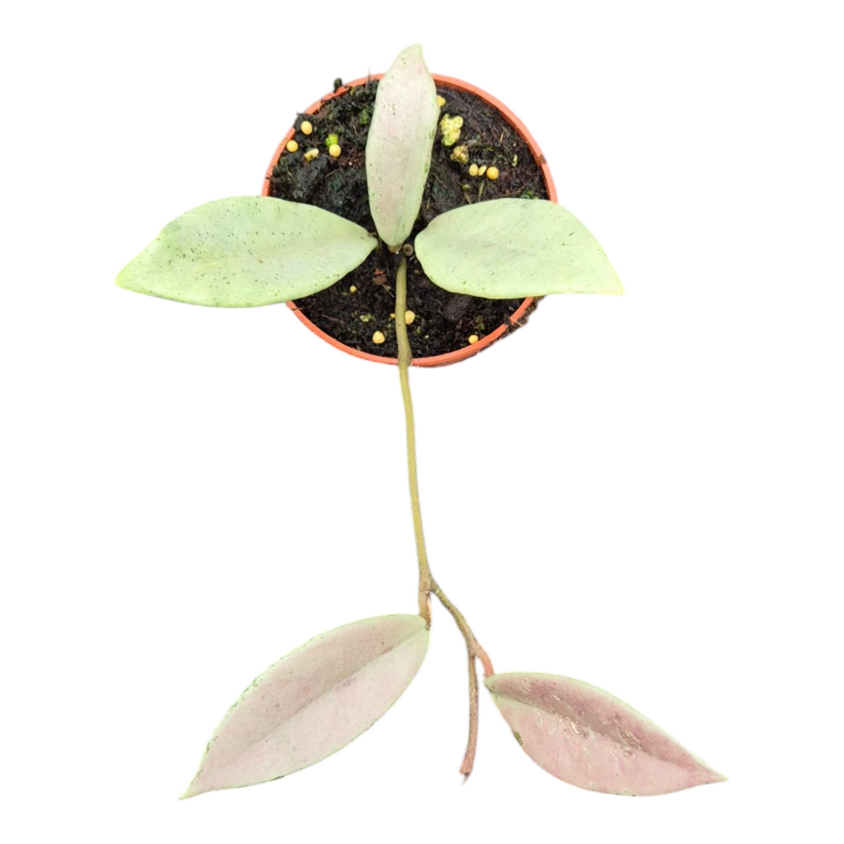 Live Sale Plant 268 Hoya Wilbur Graves Silver