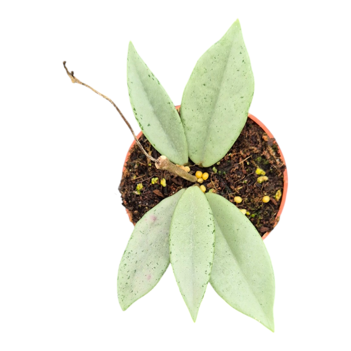 Live Sale Plant 269 Hoya Wilbur Graves Silver
