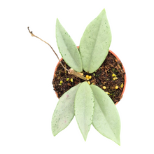 Live Sale Plant 269 Hoya Wilbur Graves Silver