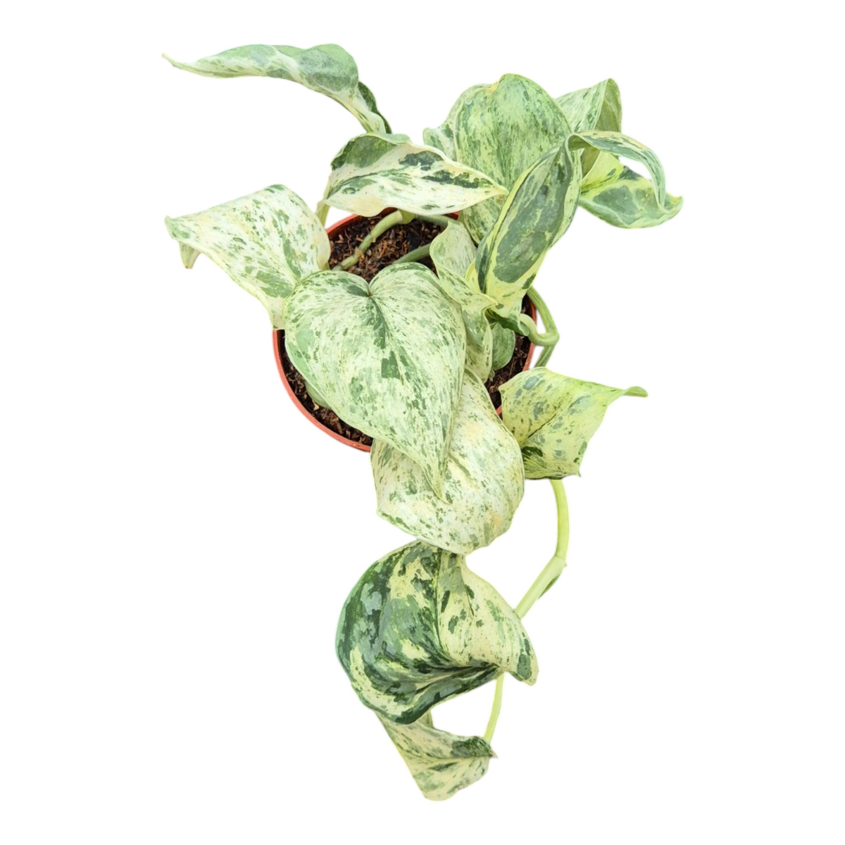 Live Sale Plant 270 Scindapsus Peasun Variegata