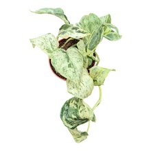 Live Sale Plant 270 Scindapsus Peasun Variegata