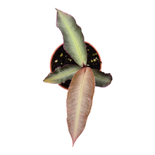 Live Sale Plant 271 Labisia Pumila Electric Pink