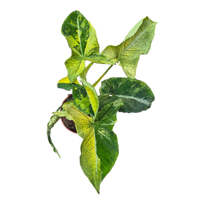 Live Sale Plant 272 Syngonium Scrambled Eggs