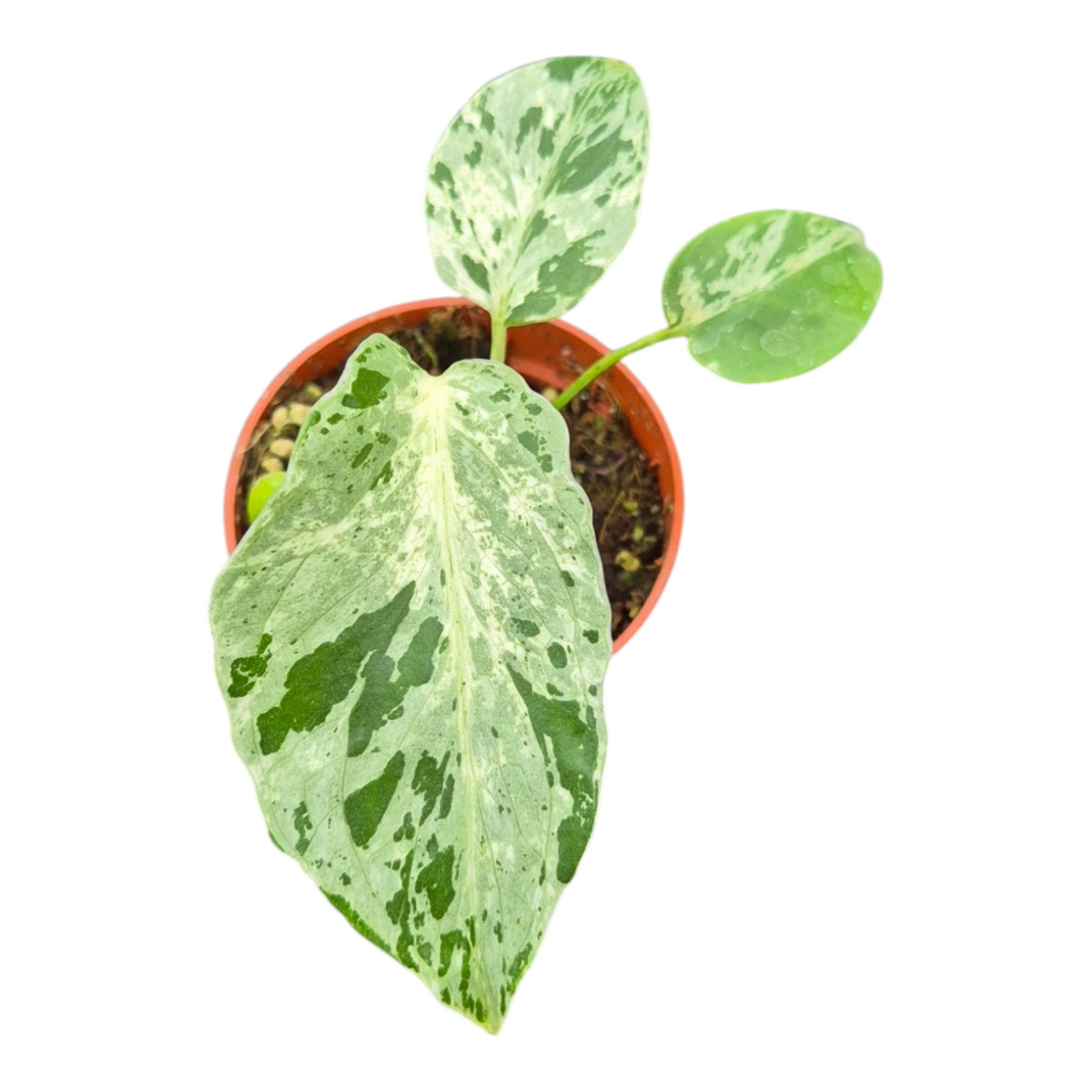 Live Sale Plant 273 Monstera Bulbasaur