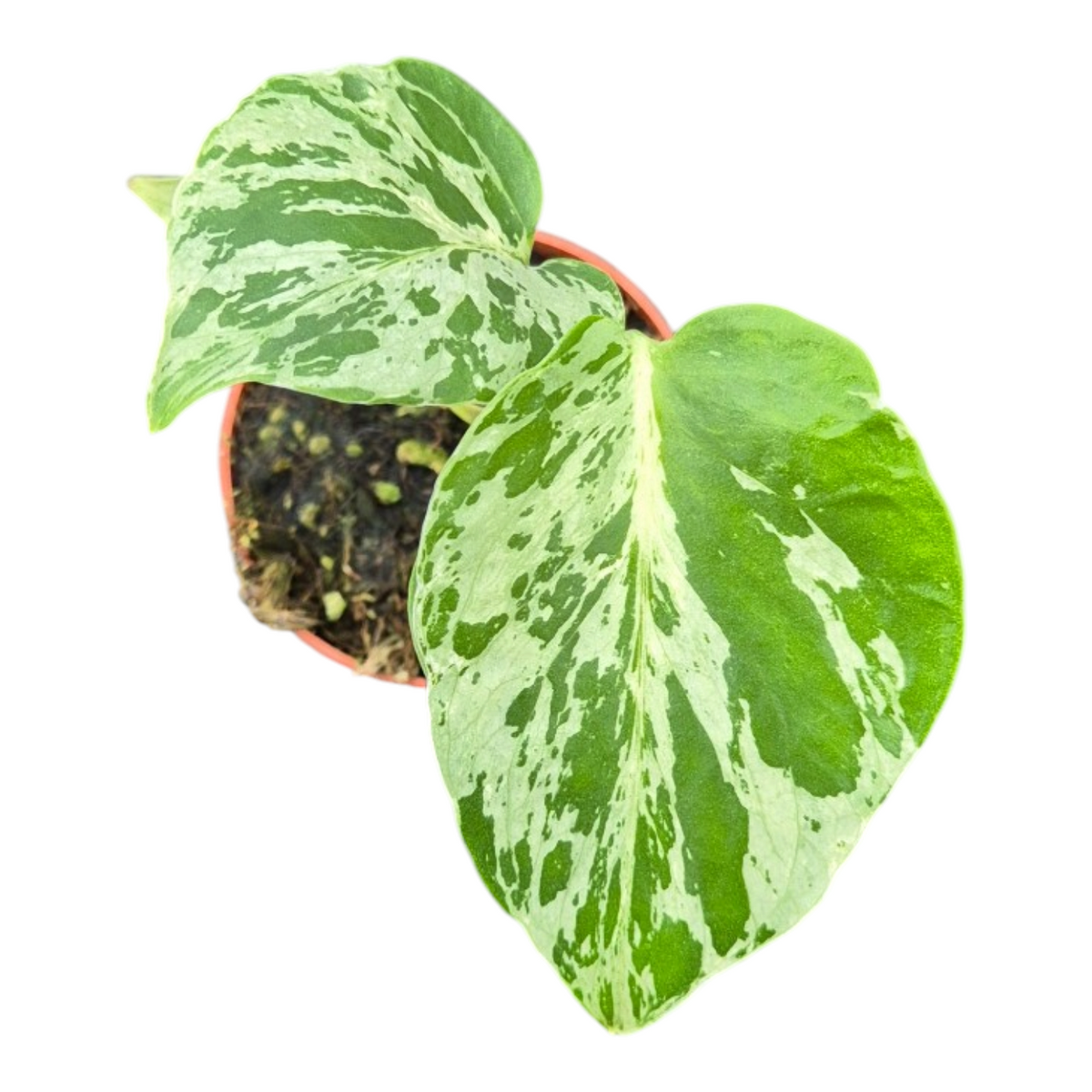Live Sale Plant 274 Monstera Bulbasaur