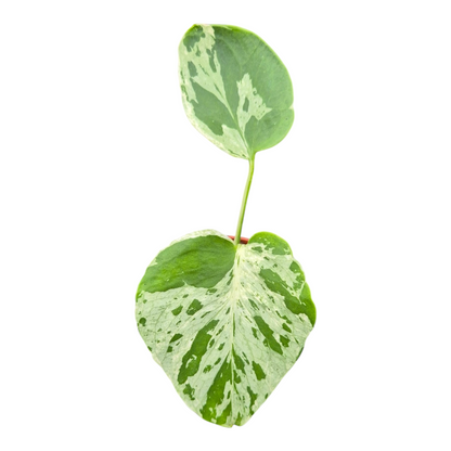 Live Sale Plant 275 Monstera Bulbasaur