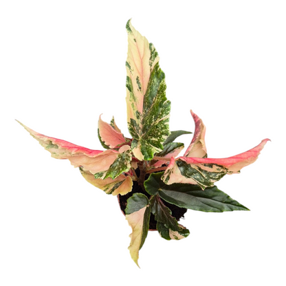 Live Sale Plant 276 Begonia Ginny Galaxy Variegata