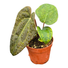 Anthurium Ace of Spades x Papillilaminum