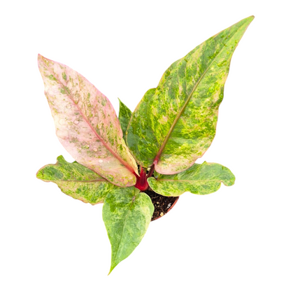 Live Sale Plant 278 Anthurium Hookerii Variegata