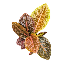 Live Sale Plant 279 Labisia Zebra