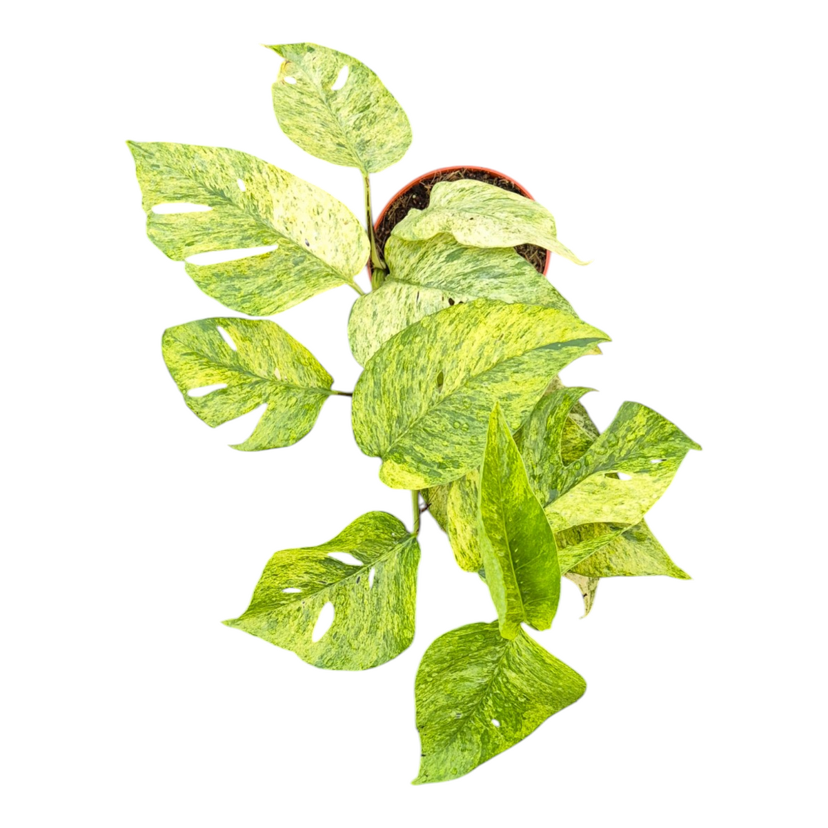 Live Sale Plant 280 Epipremnum Pinnatum Mint